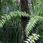 Asplenium polyodon Hábito