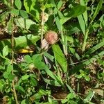 Trifolium tomentosum Övriga