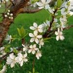 Prunus salicina Blomst