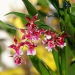 Oncidium altissimum Kwiat