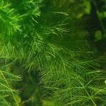 Myriophyllum verticillatum Blatt