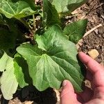 Arnoglossum atriplicifolium Leaf