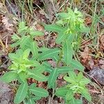 Euphorbia dulcis Leaf