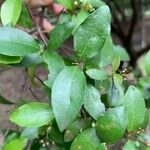Malpighia glabra Leaf