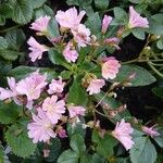 Lewisia cotyledon Flower