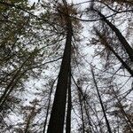 Larix sibirica Cortiza