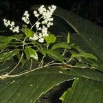 Pleuranthodendron lindenii Other