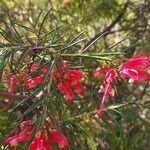 Grevillea rosmarinifolia Kvet
