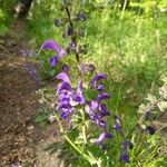 Salvia pratensis Цвят