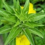 Oenothera parvifloraFolha