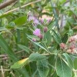 Cyrtocymura scorpioides Flower