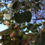 Cordia africana Vrucht