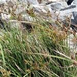 Cyperus ligularis Hoja