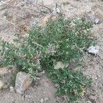 Chenopodium quinoa Habit