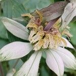 Monarda punctata Blomst