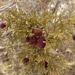 Juniperus phoenicea Blad