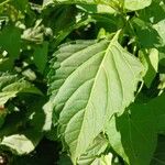 Ocimum carnosum Frunză