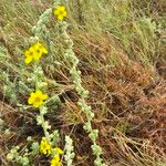 Verbascum sinaiticum Flors