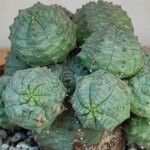 Euphorbia pseudoglobosaBark