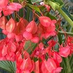 Begonia coccinea Flors