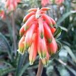 Aloe schilliana