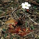 Drosera brevifolia Агульны выгляд