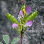 Lupinus stiversii 花