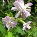 Saponaria officinalisফুল