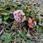 Eriogonum latifolium Цветок