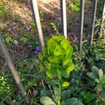 Euphorbia amygdaloides Hoja