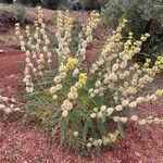 Astragalus alopecuroides Flower