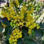 Berberis aquifoliumЦветок