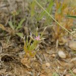 Centaurium tenuiflorum Flor