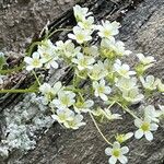 Saxifraga paniculataFlor