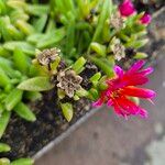 Delosperma sutherlandii Hostoa