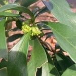 Daphne laureola Flower