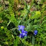 Anchusa azureaКвітка