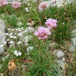 Armeria alpina Hábito