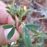 Stylosanthes fruticosa Blüte