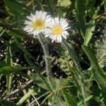 Erigeron lonchophyllus Hábito