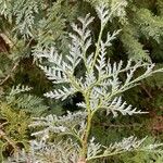 Thuja koraiensis Листок