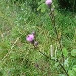 Cirsium arvenseফুল