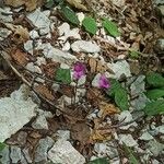 Cyclamen purpurascensHabit