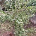 Acacia leprosa ശീലം