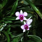 Dendrobium bigibbum Характер