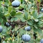 Berberis microphylla Deilen