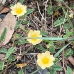 Sida spinosa Λουλούδι