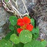 Tropaeolum majus Blatt