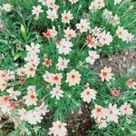 Argyranthemum frutescens 花