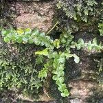 Asplenium ceterach Deilen